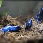 CANNIBAL TADPOLES: Zoo Boasts Success Breeding Rare Blue Poison Dart Frogs After…