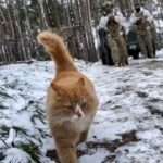 Moment Ginger Cat Dubbed ‘Private Ket’ Leads Ukrainian Troops Through Snowy Forest