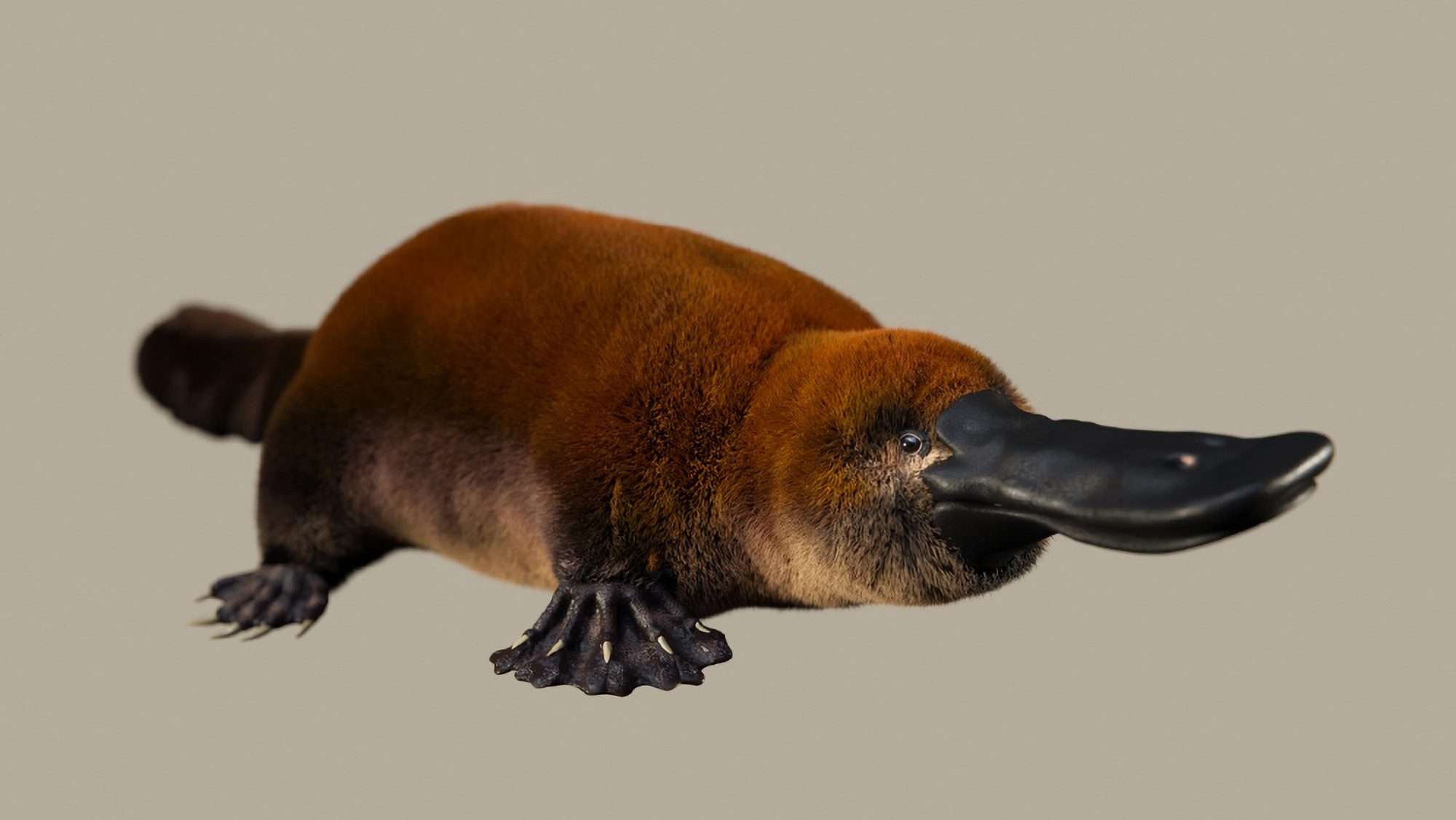Read more about the article NEW SPECIES: 70 Million-Year-Old Platypus Relative From Dinosaur Age Found In Patagonia