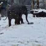 FROZEN FUN: Nellyphant Aged Just Two Can’t Get Enough Of Playing In…