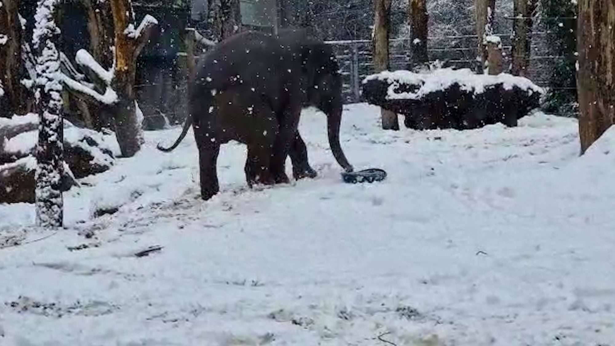 Read more about the article FROZEN FUN: Nellyphant Aged Just Two Can’t Get Enough Of Playing In The Snow