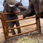 Two Elephants Find Love With Each Other After Years Of Receiving Abuse…