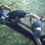 TOU CRUEL: Brutal Killing Of Man For His Rare Pet Toucans