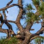 Famous American Bald Eagles Build New Nest At NASA’s Kennedy Space Center