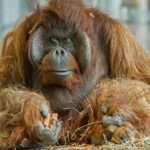 ZOO HEARTBREAK: Celeb Orangutan Put Down By Vets