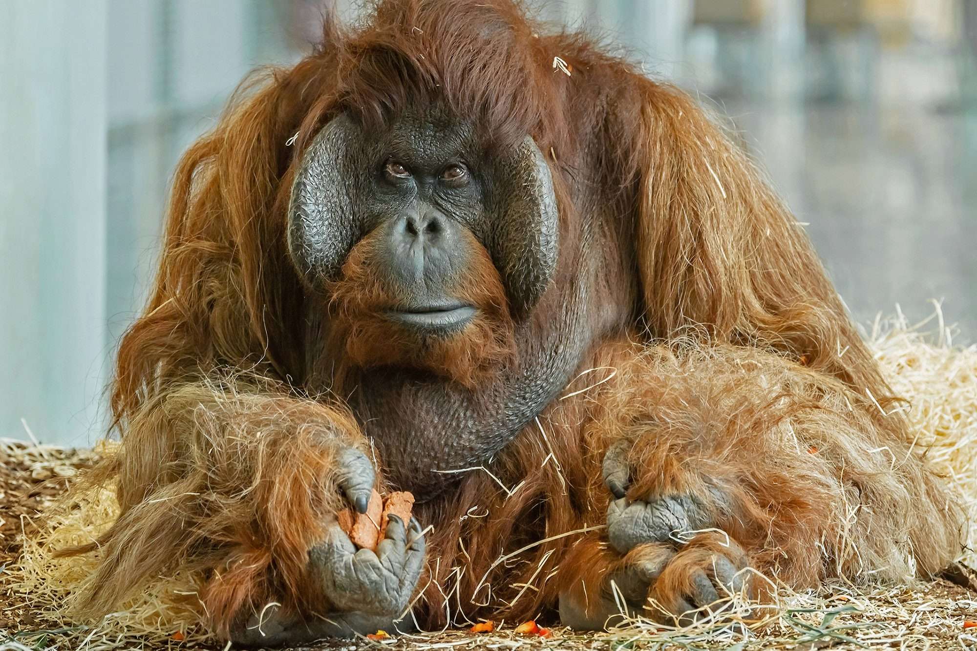 Read more about the article ZOO HEARTBREAK: Celeb Orangutan Put Down By Vets