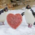 Penguins From World’s Oldest Zoo Receive A Special Heart-Shaped Treat For Valentine’s…