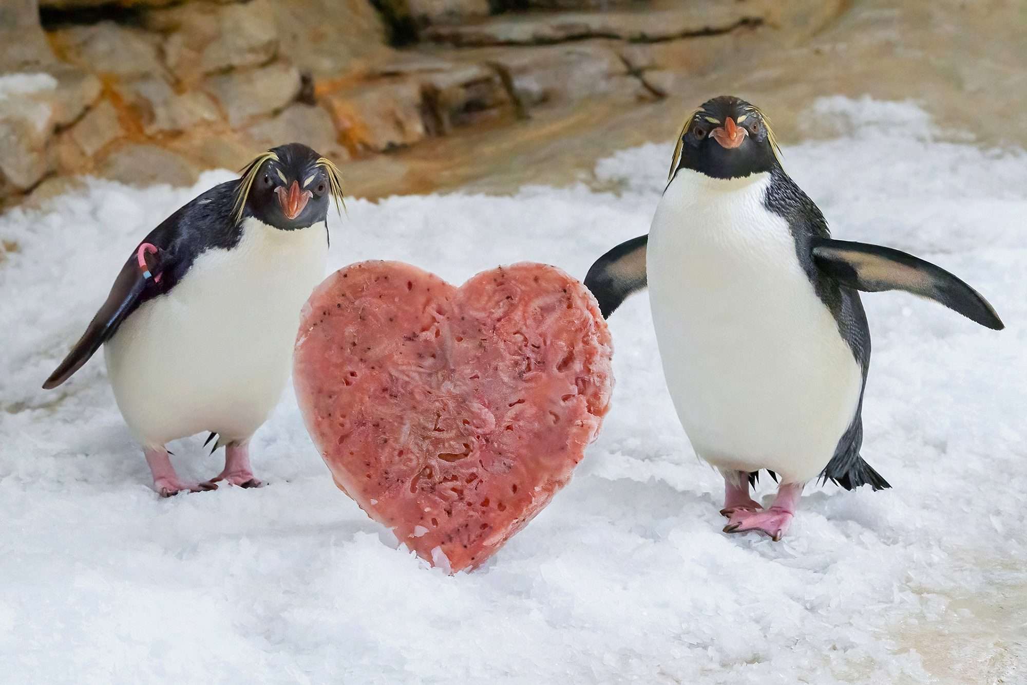 Read more about the article Penguins From World’s Oldest Zoo Receive A Special Heart-Shaped Treat For Valentine’s Day