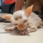 Firefighters Save Dying Kitten With Mouth-To-Mouth