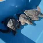‘Too Cold’ Endangered Turtles Back In Wild After Holiday In Florida Sun