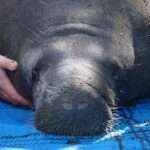 Rescuers Release Dozen Orphaned Manatees Back To The Wild In A Single…