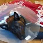 Vets Rescue Police Dog After Offender Knifes It Twice In Head And…