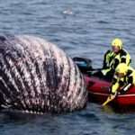 WHALE MEAT AGAIN: Coastguards Recover Giant Whale Carcass Floating In Sea