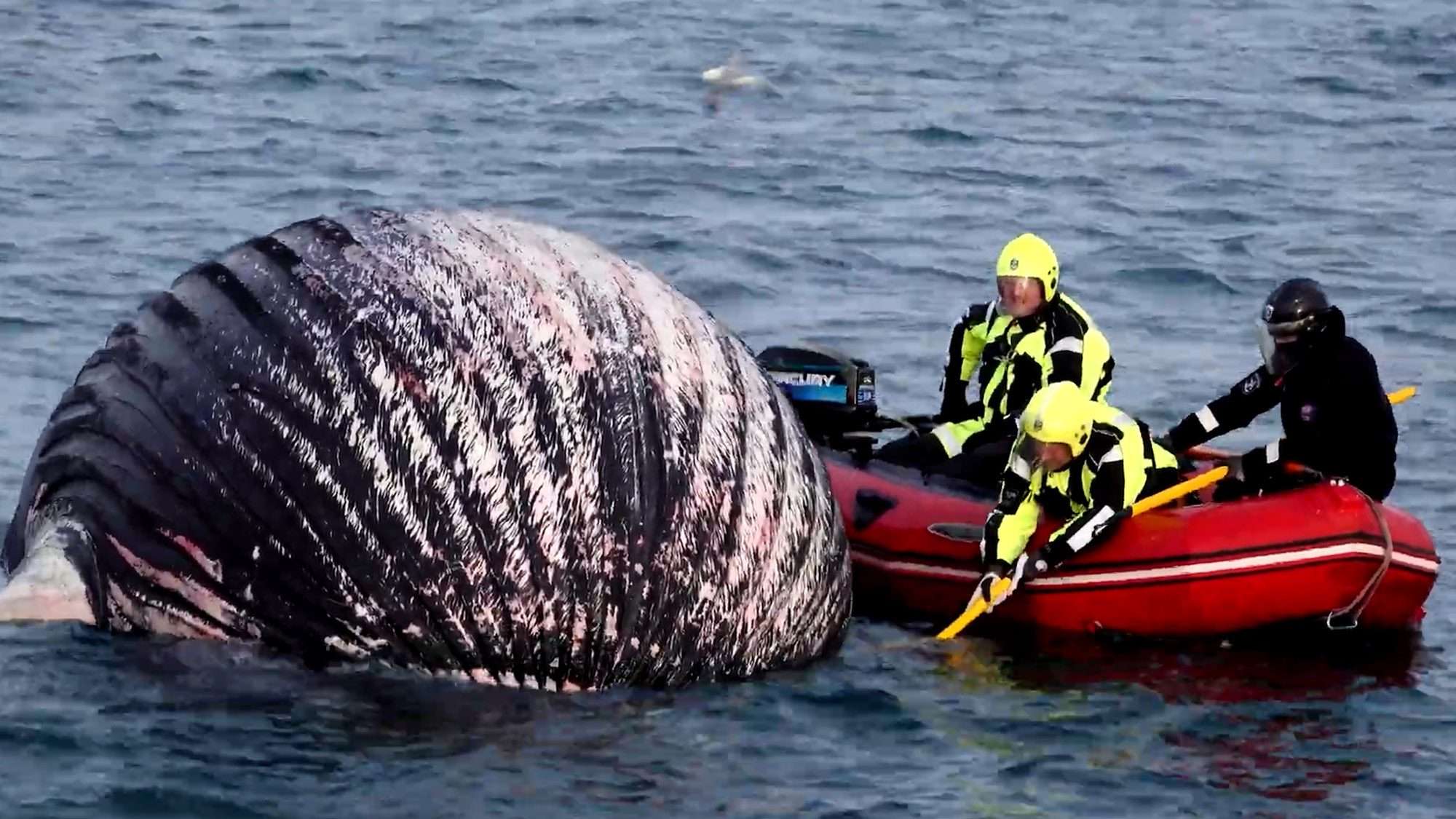 Read more about the article WHALE MEAT AGAIN: Coastguards Recover Giant Whale Carcass Floating In Sea