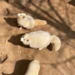 Visitors Mock Chubby Arctic Foxes