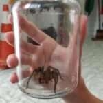 Bloke Finds World’s Deadliest Spider In His House