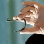 6,000-Year-Old Fishhook Was Used To Catch Sharks