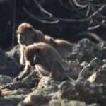 Ancient Stone Age Human Tools Could Have Been Made By Monkeys, Says…