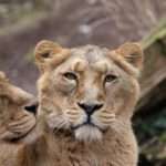 Big Cats New Enclosure At Swiss Zoo Will Simulate Hunting Environment To…