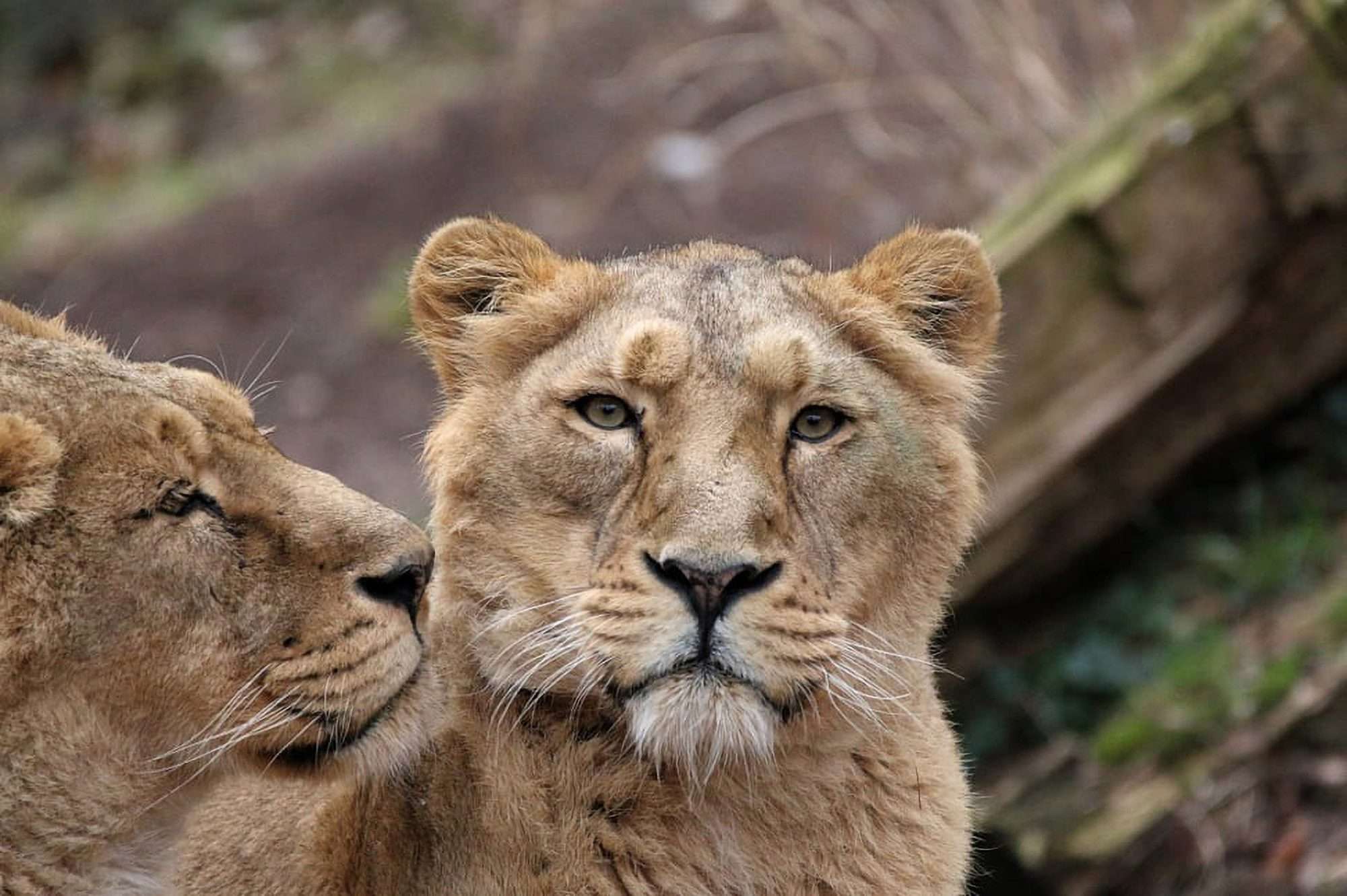 Read more about the article Big Cats New Enclosure At Swiss Zoo Will Simulate Hunting Environment To Support Animals’ Natural Behaviour