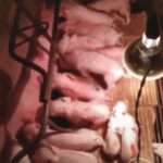 Pig Mother Gives Birth To 41 Piglets