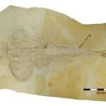 Ray Of Light On Jaws’ 150-Million-Year-Old Ancestor