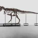 T-Rex Skeleton Auction Next Month