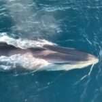Six Rorquals Including Mum And Calf Spotted Off Spanish Coast