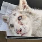 Rare White Cub Found Abandoned Under Dumpster