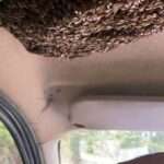IS THAT AN MG-BEE? Swarm Hitches Lift Inside Car