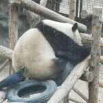 Crow Plucks Out Fur From Lazy Giant Panda’s Rear End To Pad…