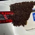 FOUR-WHEEL-HIVE: Swarm Makes Bee Line For Parked Car