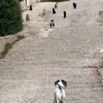 YOU SHALL NOT PAWS: Terrified Dog Turns Tail From Stray Cats