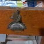 Rat’s Head Found Trapped In Desk Handle