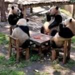SEATS, FOODS AND LEAVES: Zoo’s Panda Party