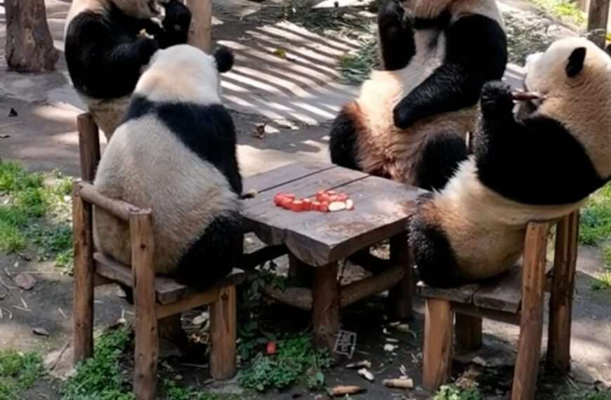 SEATS, FOODS AND LEAVES: Zoo’s Panda Party