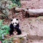 Zoogoers Throw Face Masks For Panda Cub To Eat