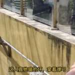 Zoo Baboons Dodge Cruel Abuser With Slingshot