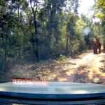 Tusker Chases Tourists Off The Road