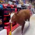 Moment Hefty Heifer Rampages Through DIY Store