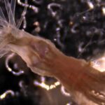 Threatened Sea Anemones Now Living In UK Waters As Well Can Learn…
