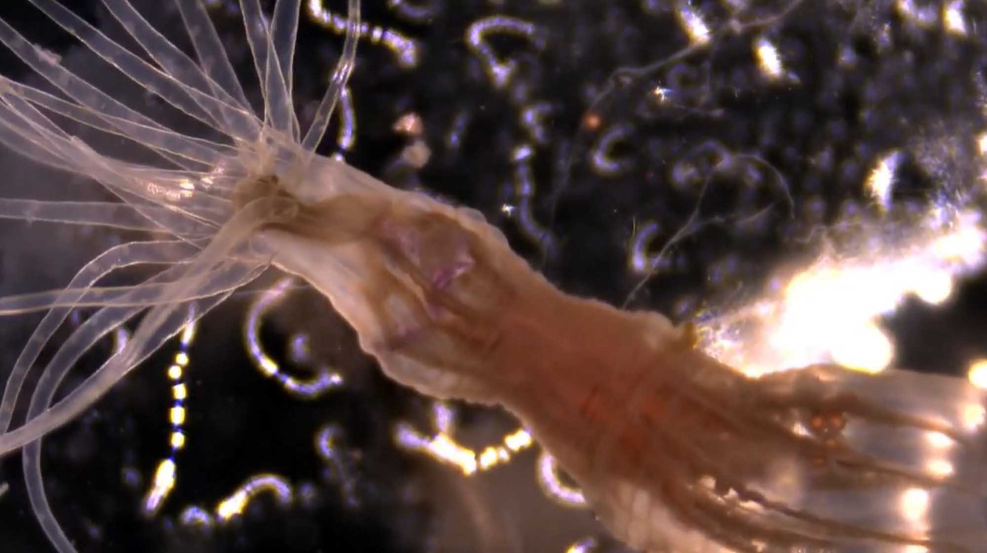 Threatened Sea Anemones Now Living In UK Waters As Well Can Learn Without Possessing A Brain