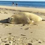 Elephant Seal Spotted On Mexican Beach Could Be World’s Biggest