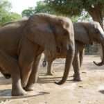 Tusker With Enlarged Genitalia Has 50 Per Cent Chance Of Surviving In…