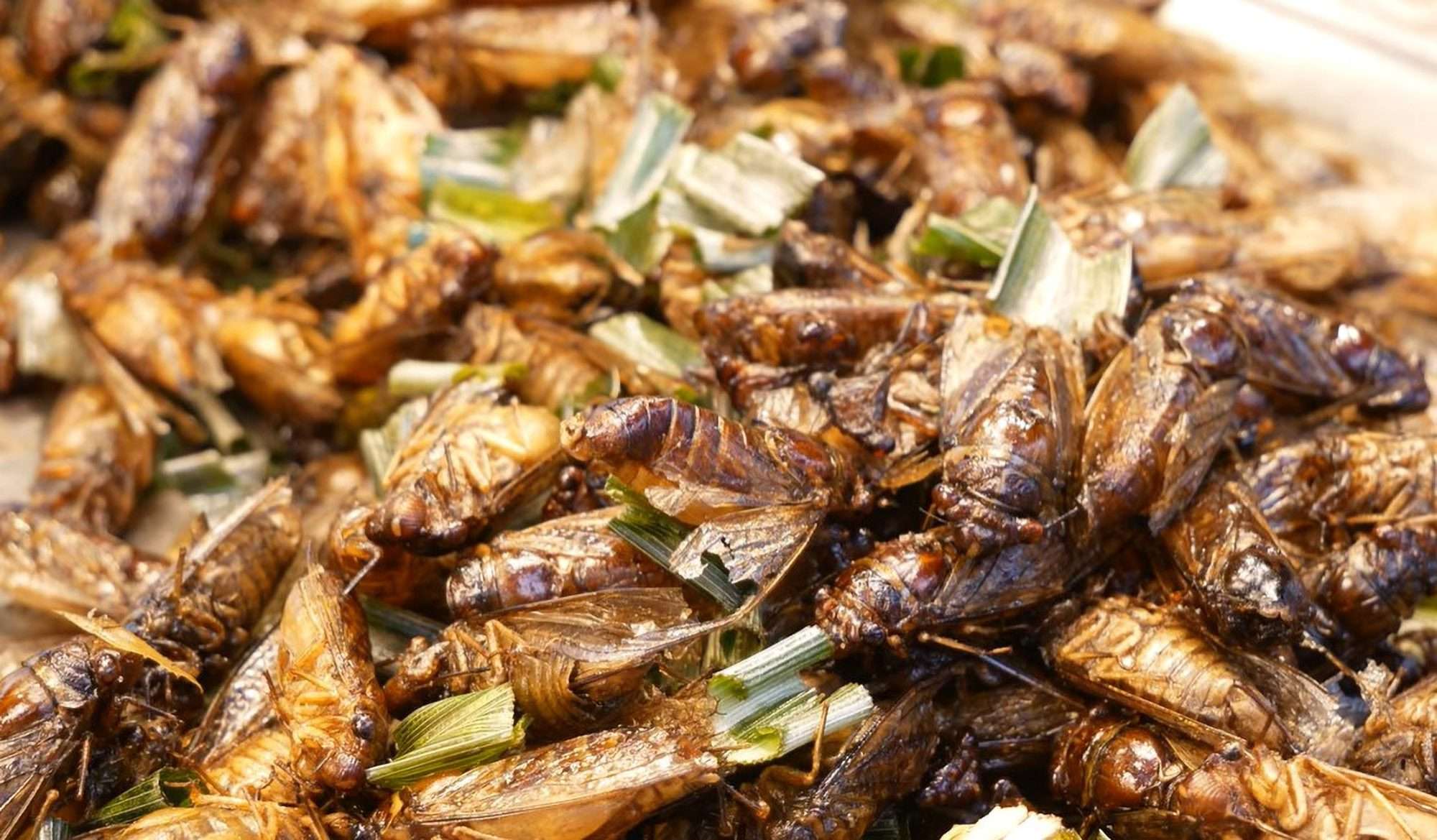 Food Officials Green Lights 16 Bugs As Fit For Human Consumption