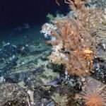 Huge Ancient Reef Discovered Off Darwin Islands