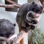 15 Rare Smuggled Primates Including Newborn Twins Seized By Customs Get New…