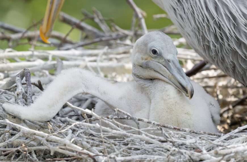 Rare Pelican Chicks Delight Zoo Fans