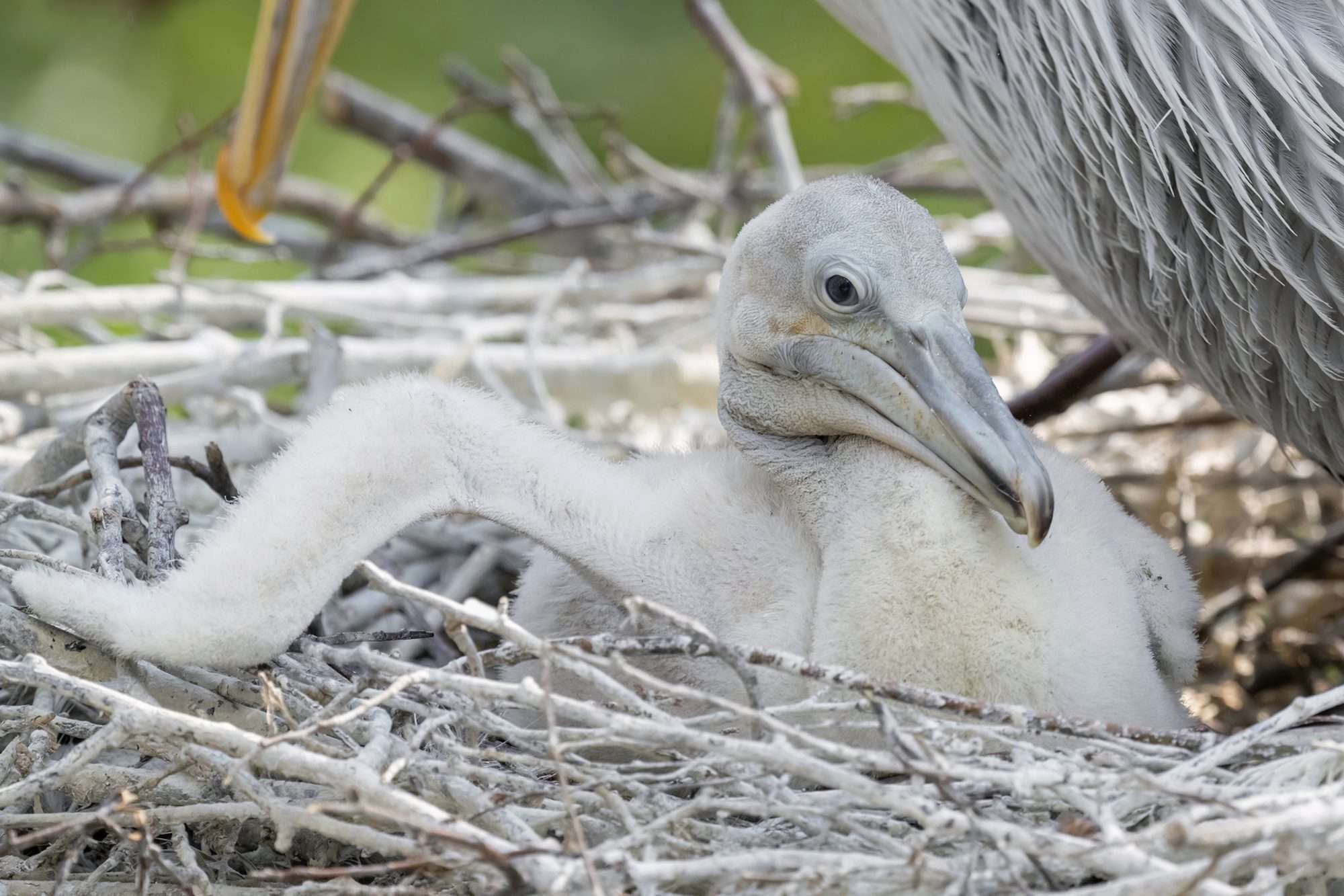 Read more about the article Rare Pelican Chicks Delight Zoo Fans