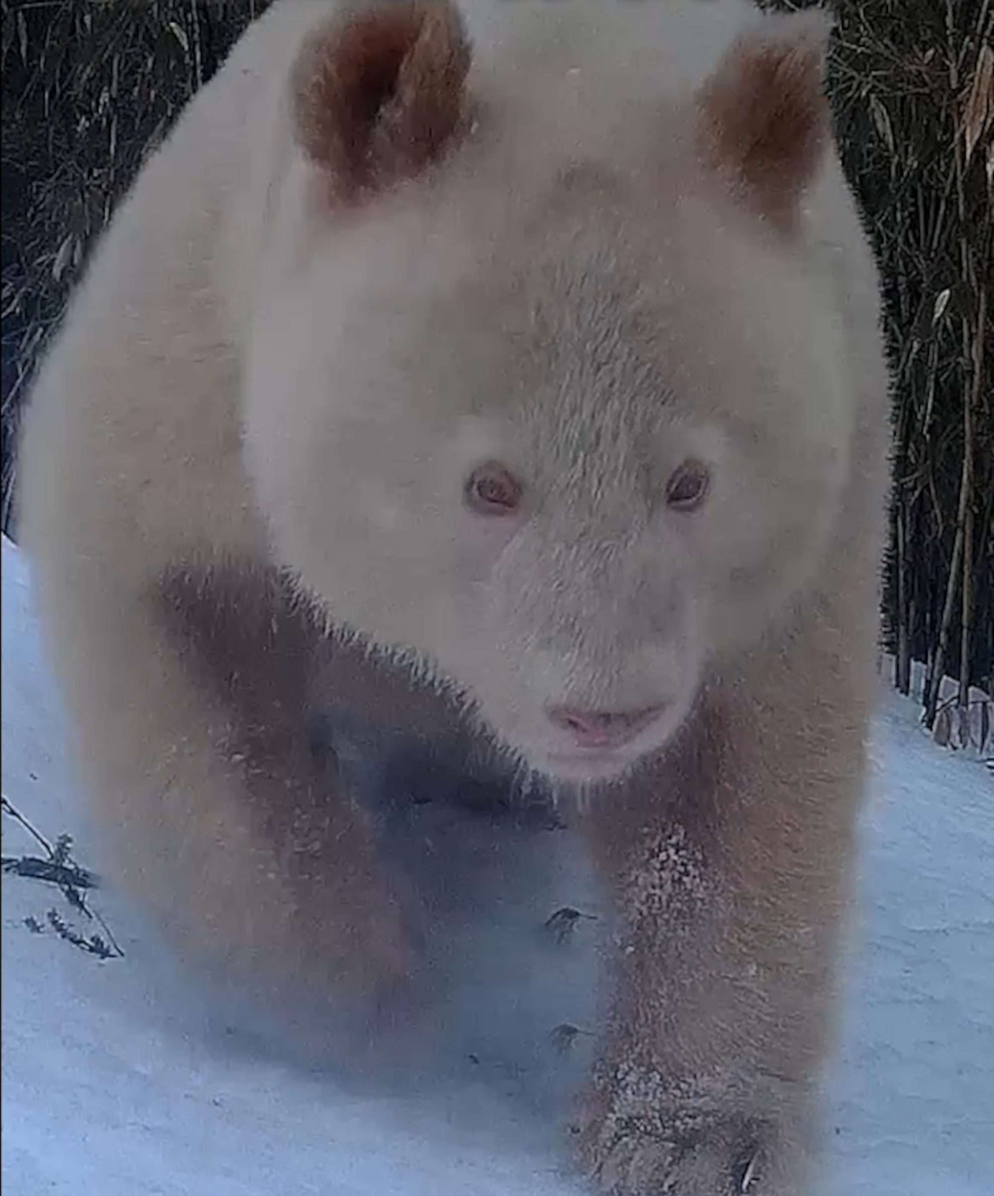 Read more about the article  Albino Panda Believed To Be Only One Of Its Kind Spotted Living In The Wild